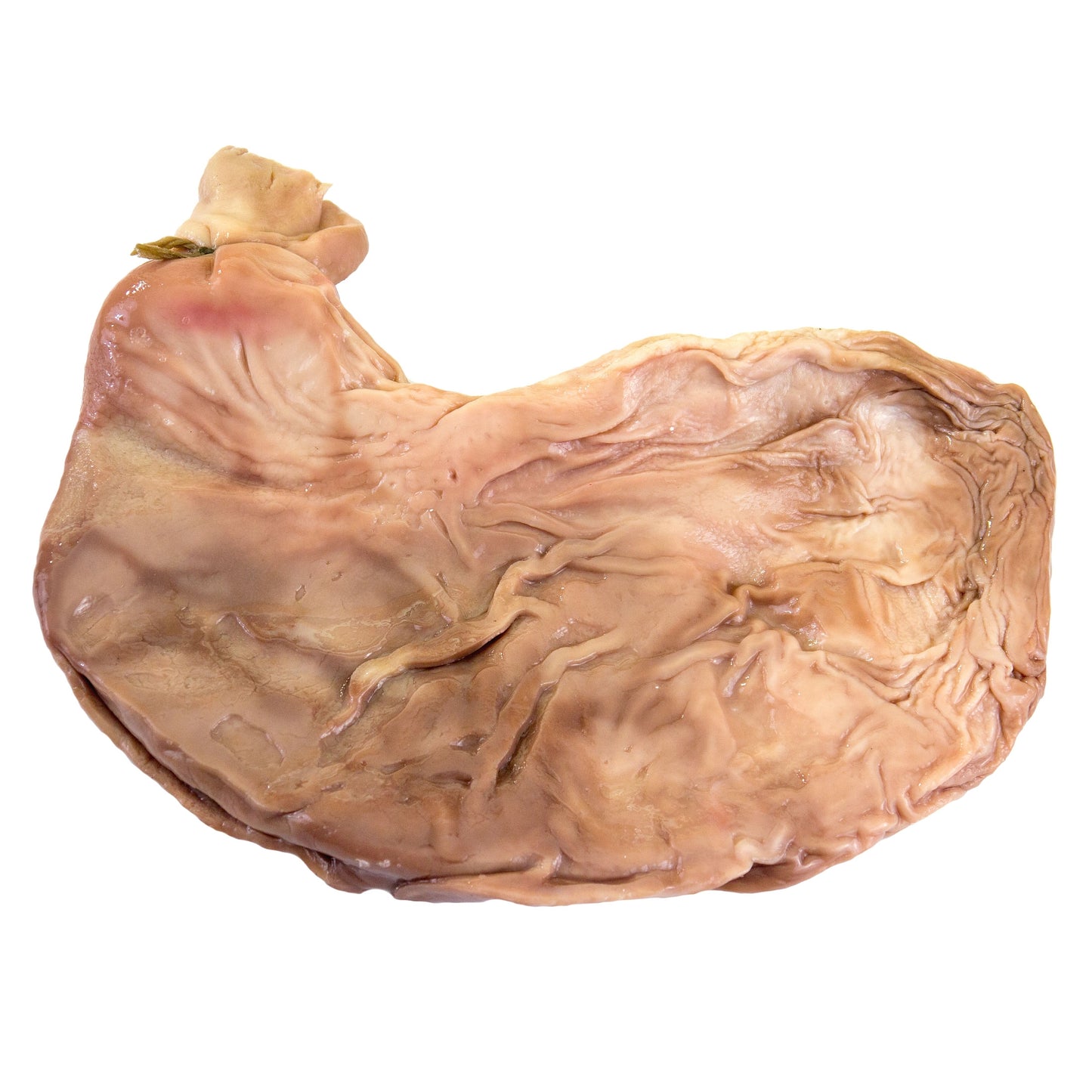 Schweinemagen Magen mittel/groß