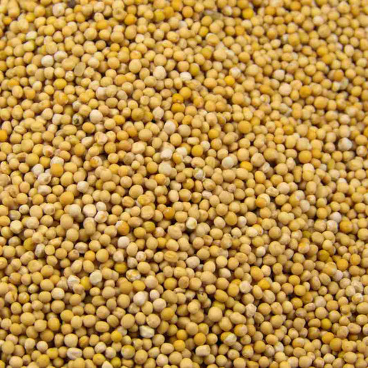 Senfkörner gelb 1000gr.
